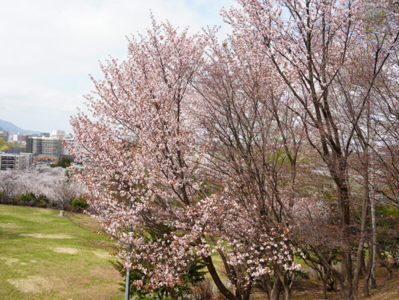 天神山緑地 桜開花状況(情報)2025年