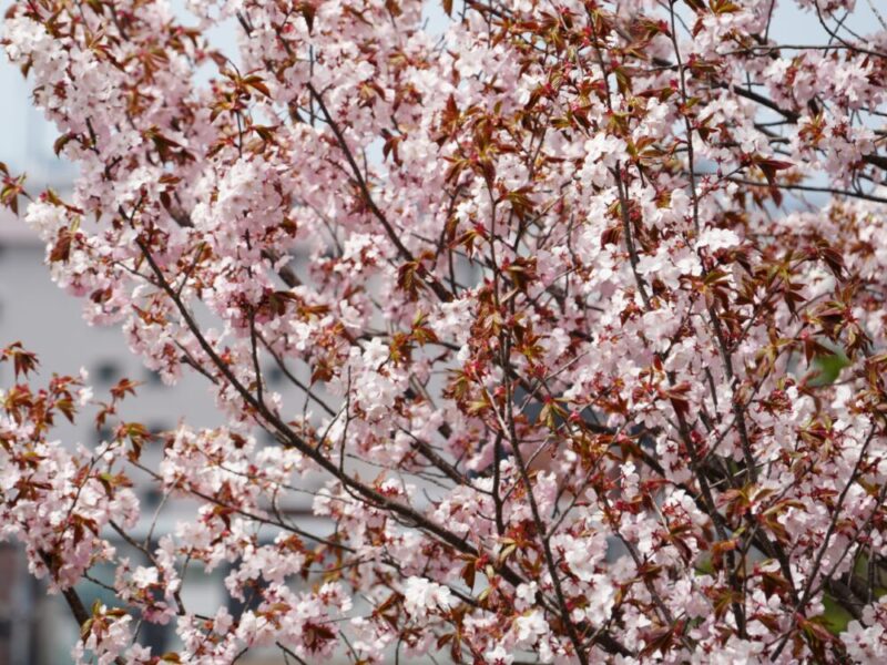 天神山緑地 桜開花状況(情報)2025年