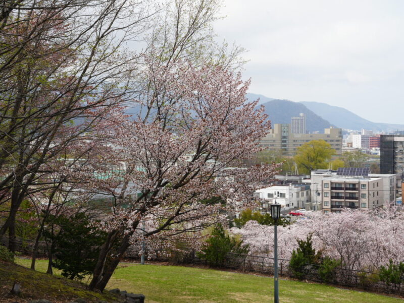 天神山緑地 桜開花状況(情報)2025年