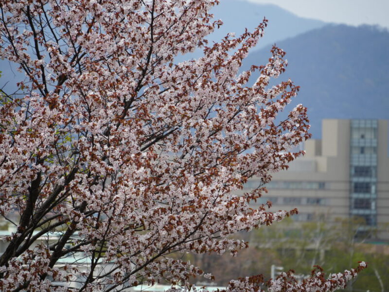 天神山緑地 桜開花状況(情報)2025年
