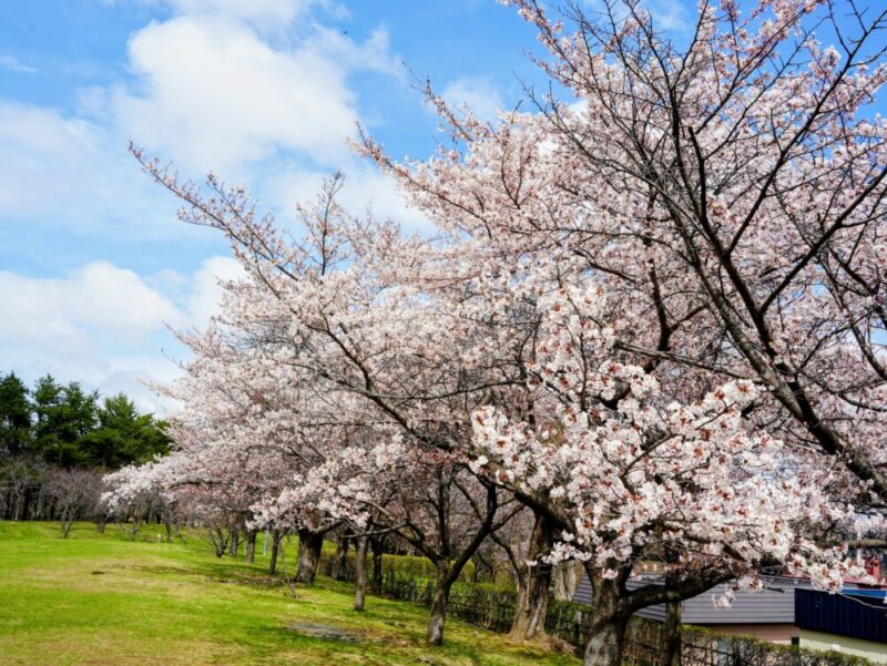 天神山緑地 桜開花状況(情報)2025年