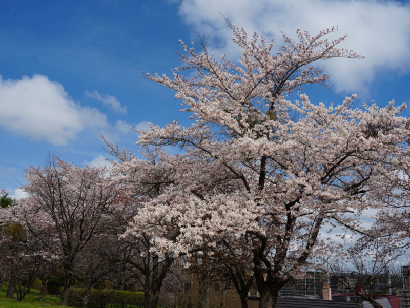 天神山緑地 桜開花状況(情報)2025年