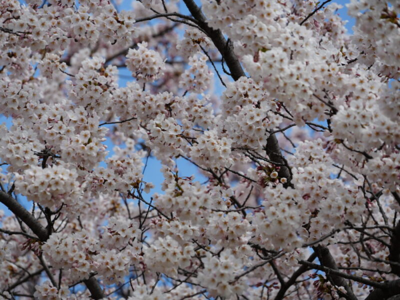 天神山緑地 桜開花状況(情報)2025年