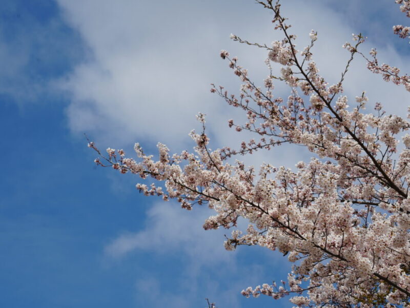 天神山緑地 桜開花状況(情報)2025年