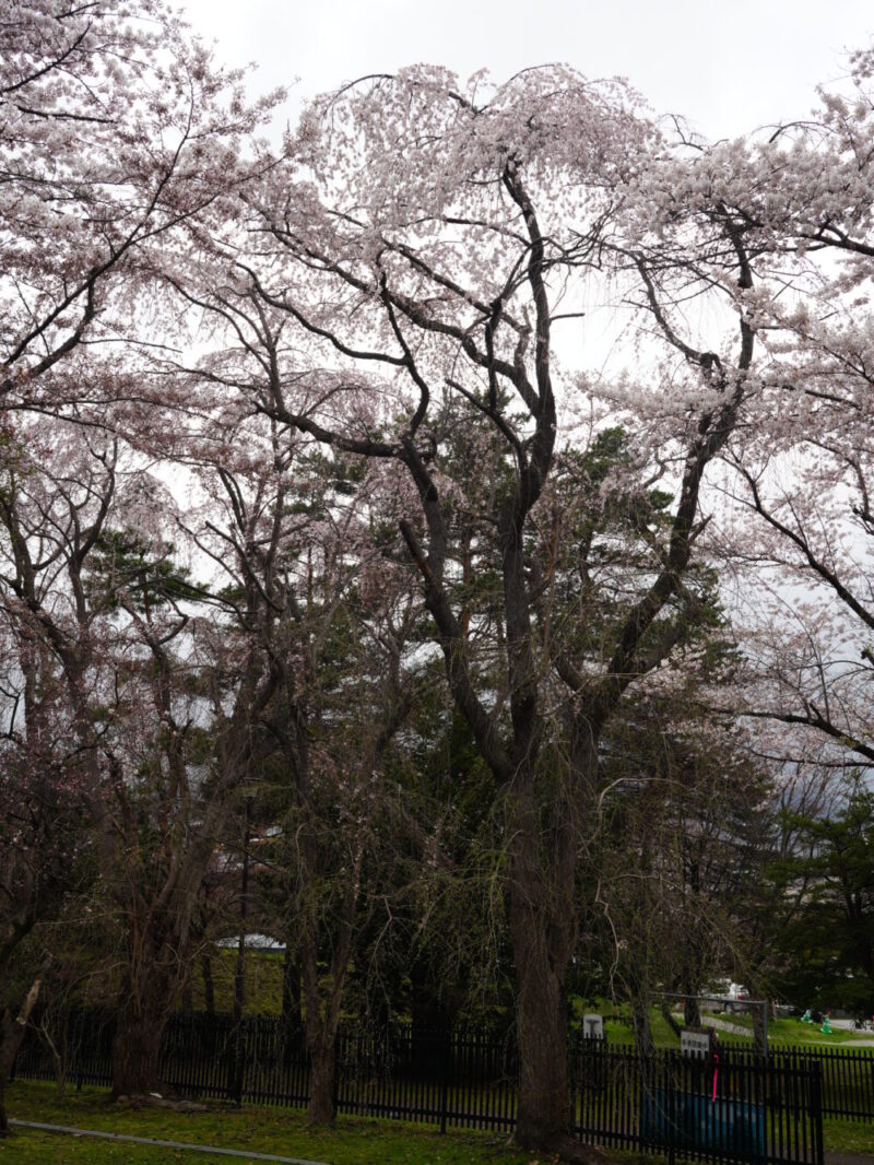 天神山緑地 桜開花状況(情報)2025年
