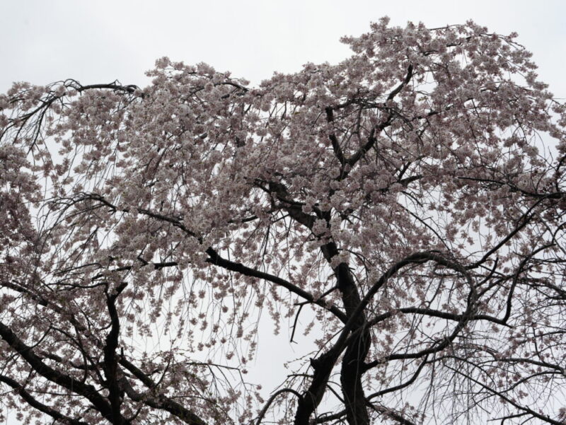 天神山緑地 桜開花状況(情報)2025年