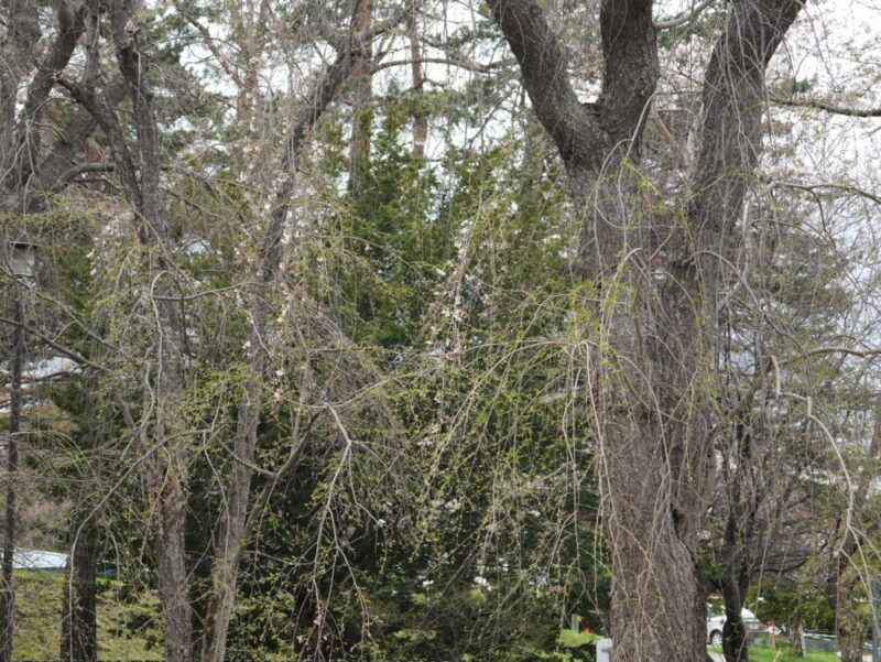 天神山緑地 桜開花状況(情報)2025年