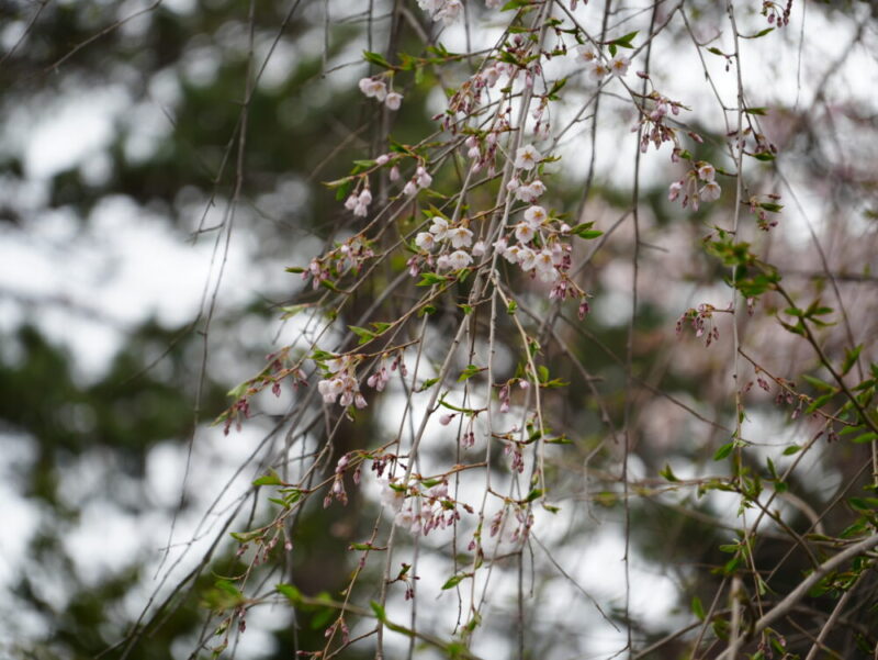 天神山緑地 桜開花状況(情報)2025年