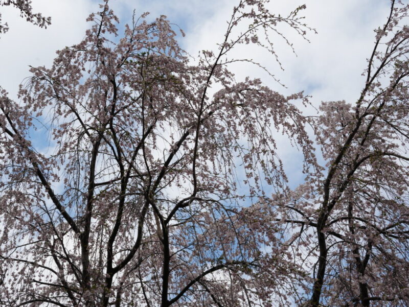天神山緑地 桜開花状況(情報)2025年