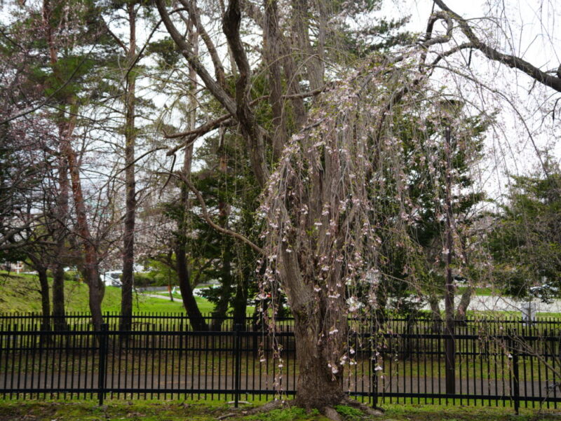 天神山緑地 桜開花状況(情報)2025年