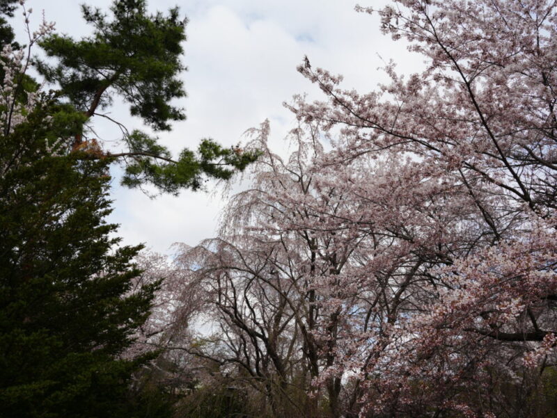天神山緑地 桜開花状況(情報)2025年