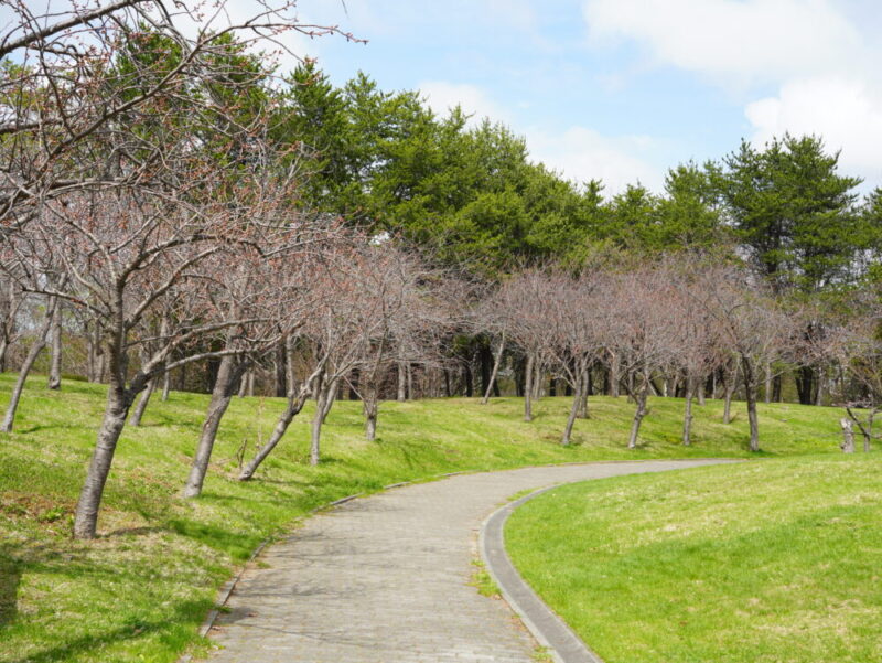 天神山緑地 桜開花状況(情報)2025年