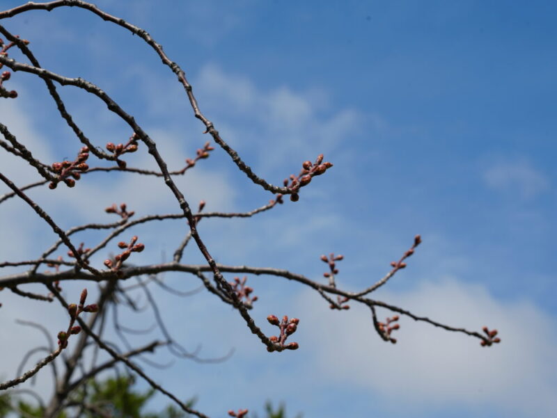 天神山緑地 桜開花状況(情報)2025年