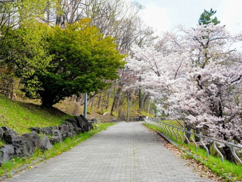 天神山緑地 桜開花状況(情報)2025年