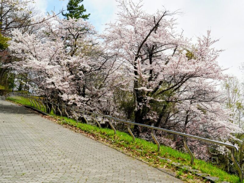 天神山緑地 桜開花状況(情報)2025年