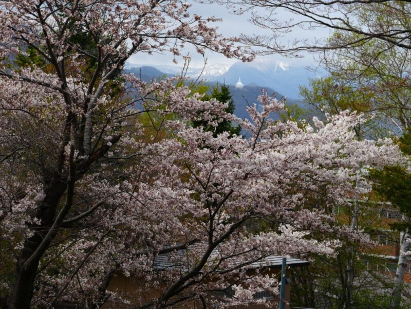天神山緑地 桜開花状況(情報)2025年