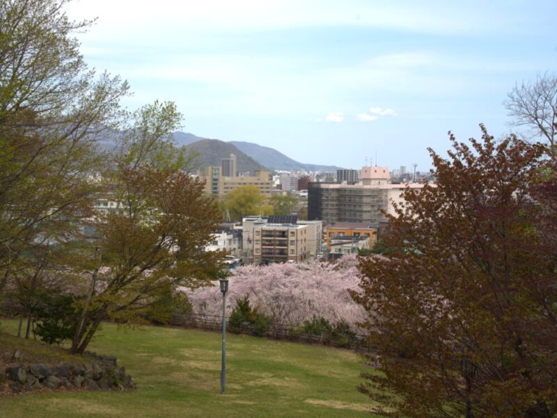 天神山緑地 桜開花状況(情報)2025年