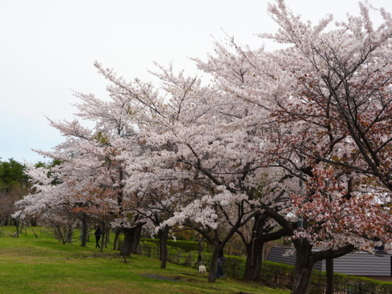 天神山緑地 桜開花状況(情報)2025年