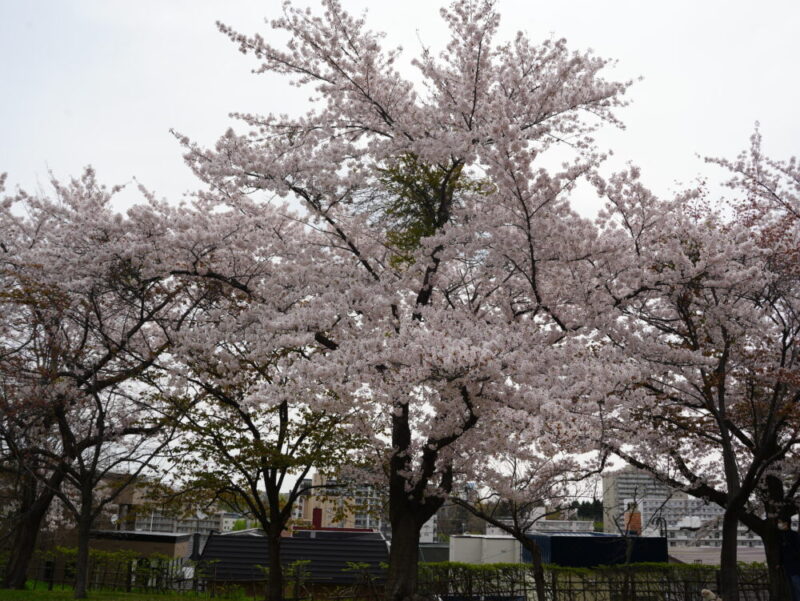 天神山緑地 桜開花状況(情報)2025年