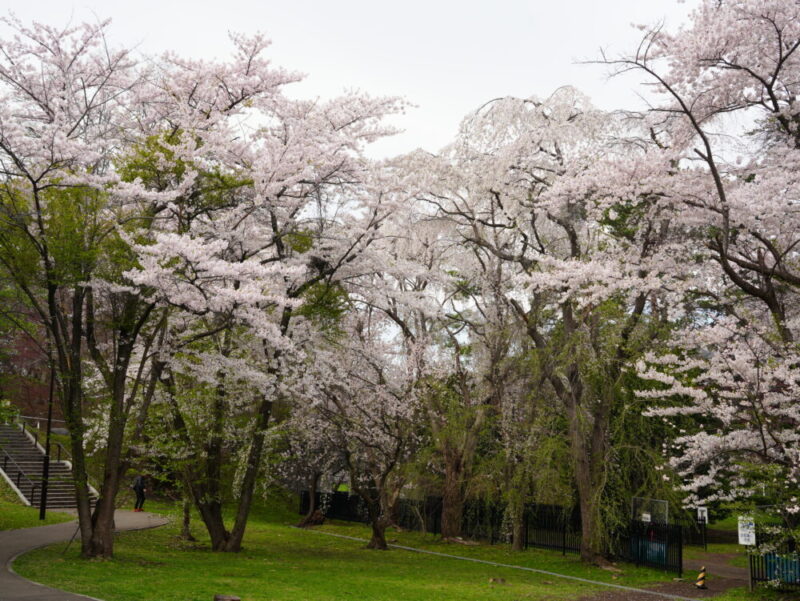 天神山緑地 桜開花状況(情報)2025年