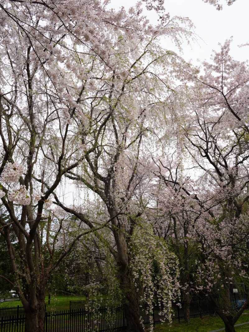 天神山緑地 桜開花状況(情報)2025年