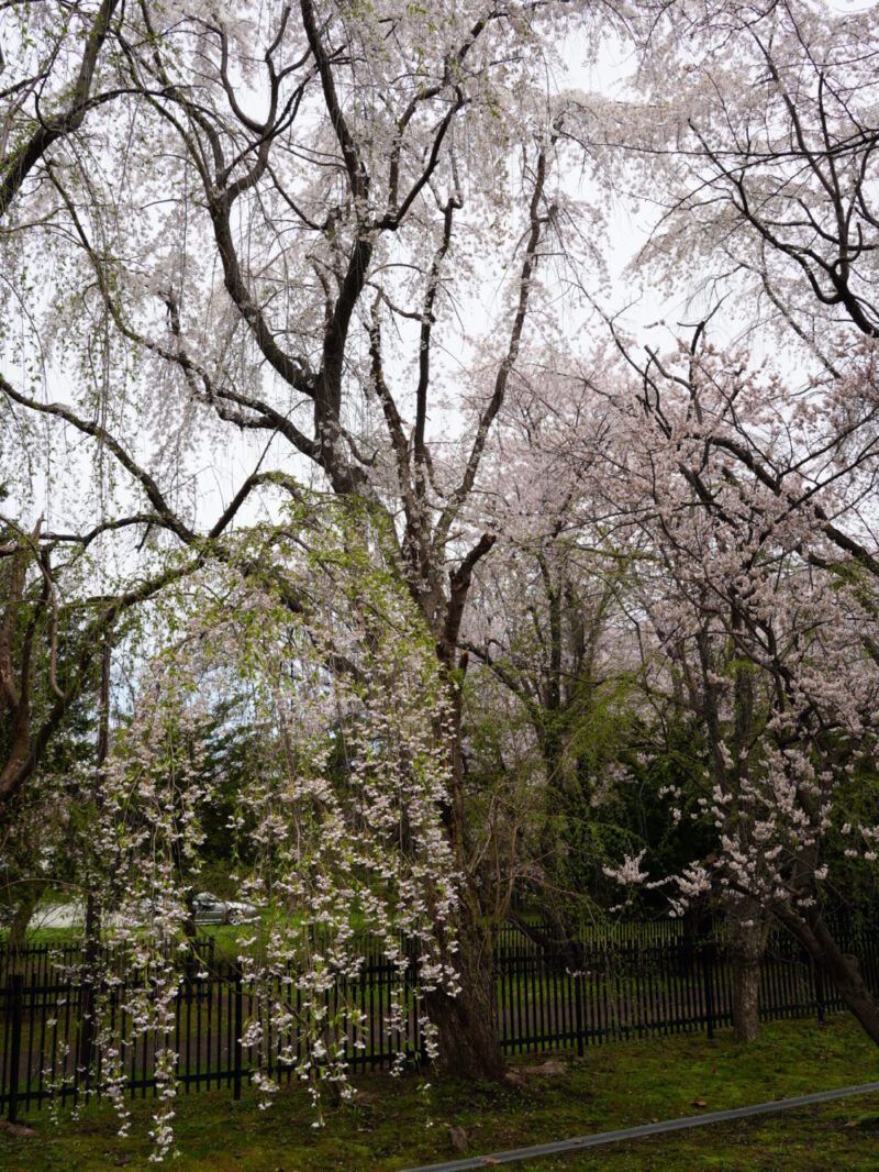 天神山緑地 桜開花状況(情報)2025年