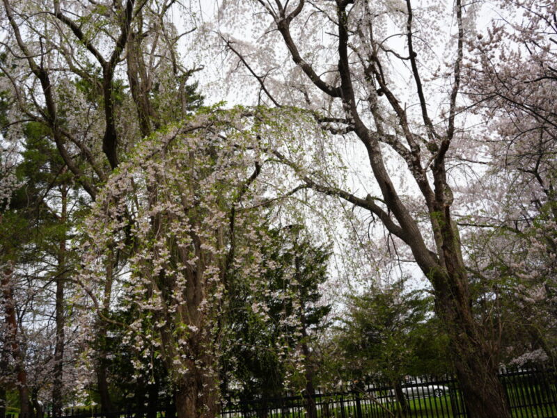 天神山緑地 桜開花状況(情報)2025年