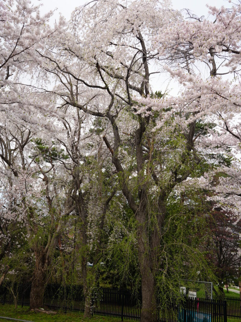 天神山緑地 桜開花状況(情報)2025年