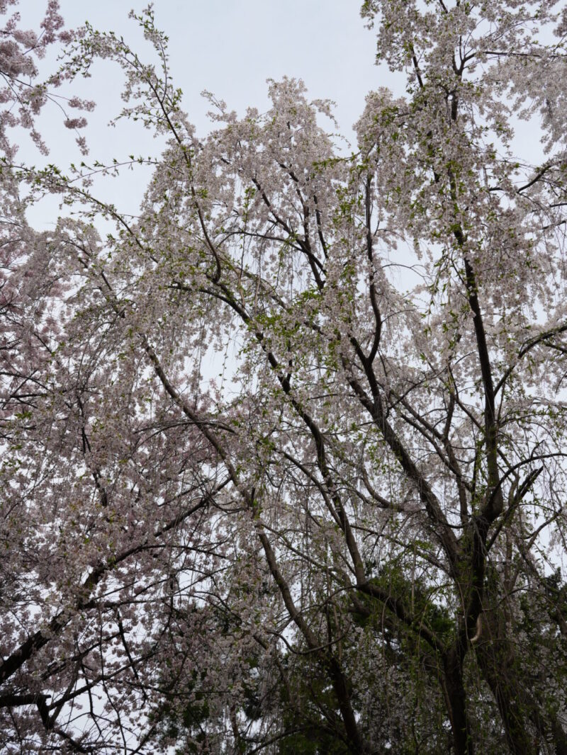 天神山緑地 桜開花状況(情報)2025年
