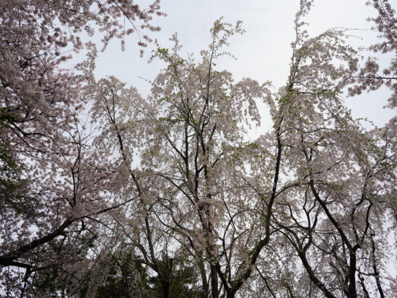 天神山緑地 桜開花状況(情報)2025年