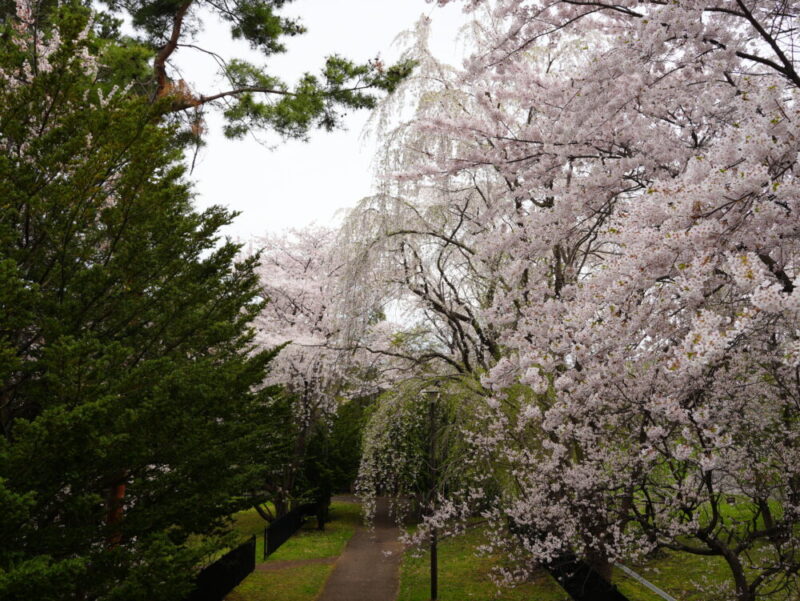 天神山緑地 桜開花状況(情報)2025年