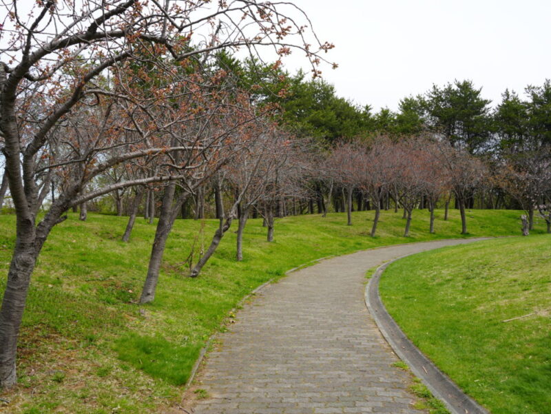 天神山緑地 桜開花状況(情報)2025年