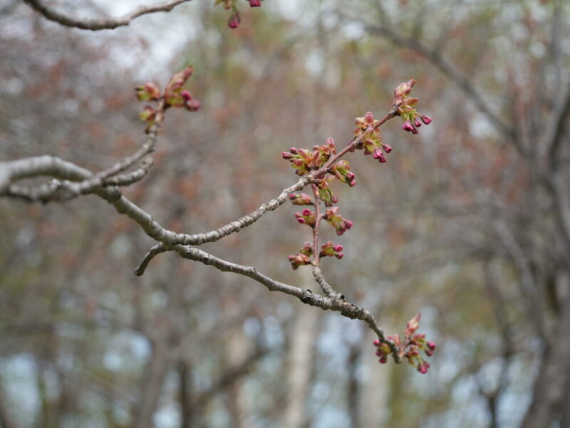 天神山緑地 桜開花状況(情報)2025年