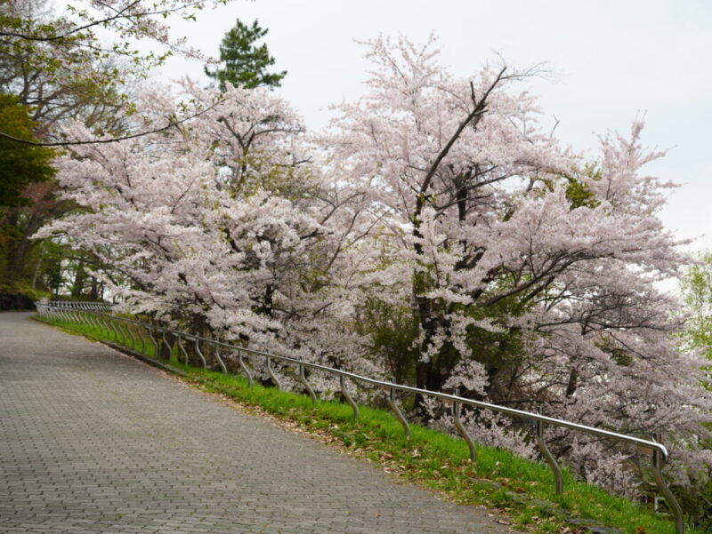 天神山緑地 桜開花状況(情報)2025年