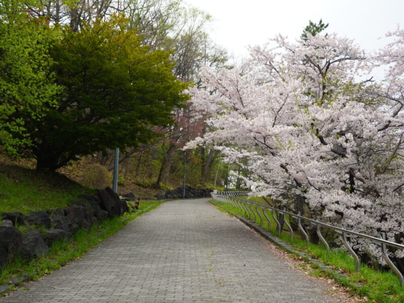天神山緑地 桜開花状況(情報)2025年