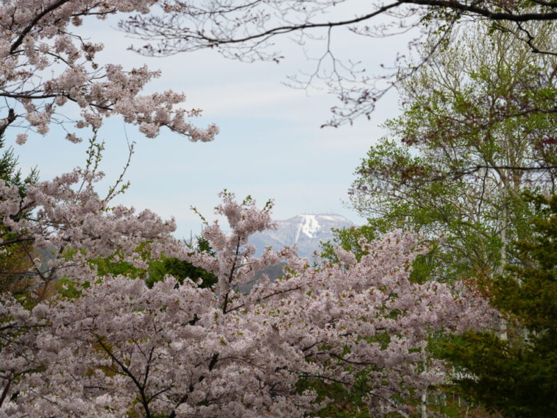 天神山緑地 桜開花状況(情報)2025年