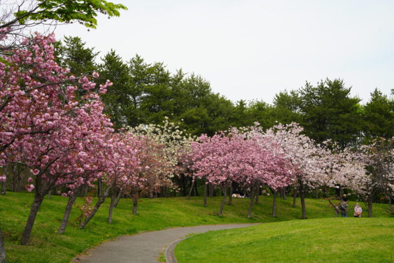 天神山緑地 桜開花状況(情報)2025年