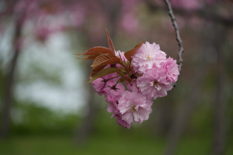 天神山緑地 桜開花状況(情報)2025年