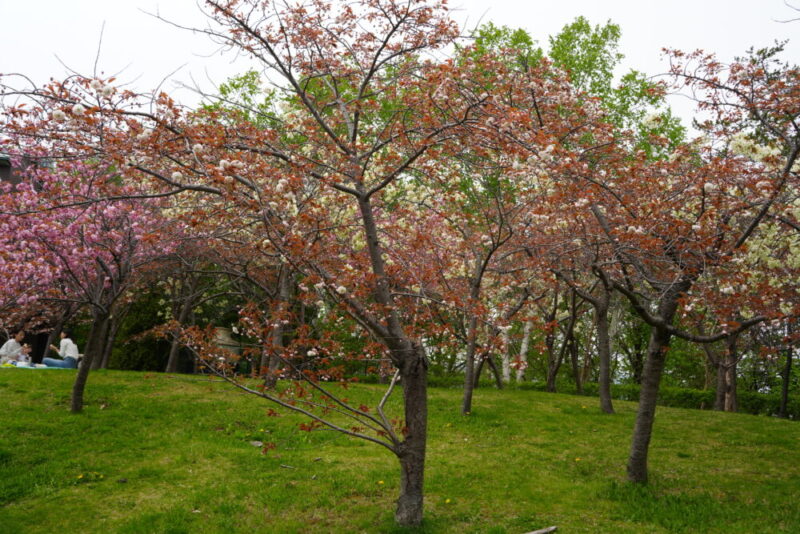 天神山緑地 桜開花状況(情報)2025年
