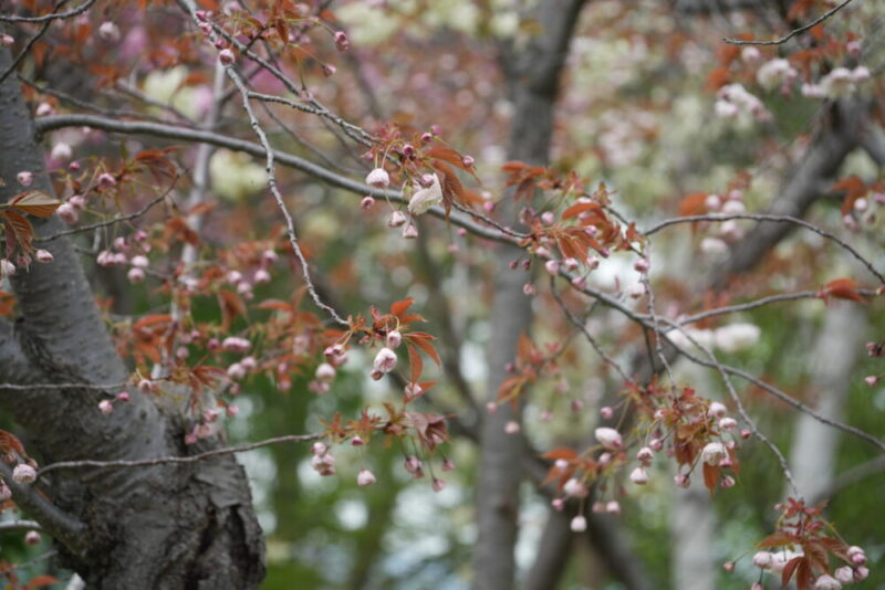 天神山緑地 桜開花状況(情報)2025年