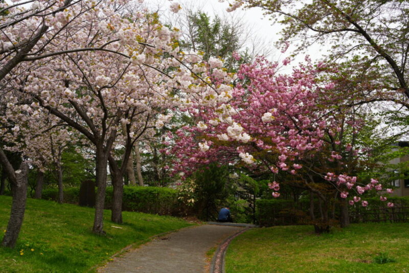 天神山緑地 桜開花状況(情報)2025年