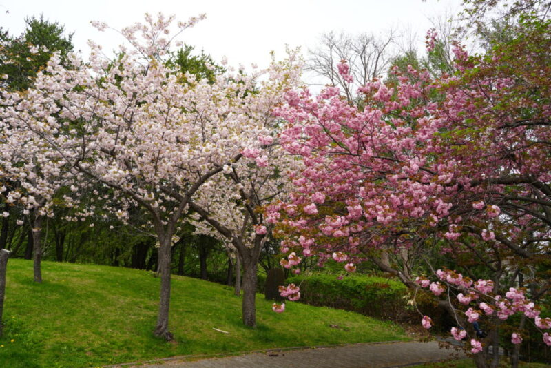天神山緑地 桜開花状況(情報)2025年