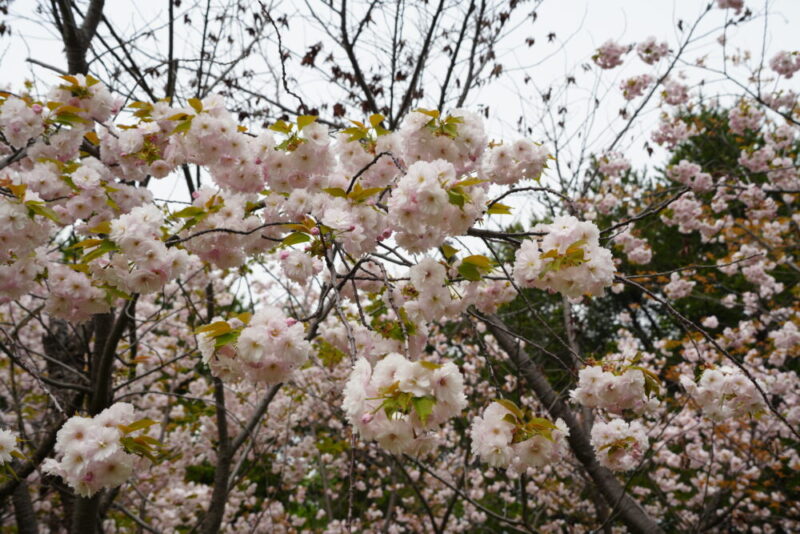 天神山緑地 桜開花状況(情報)2025年