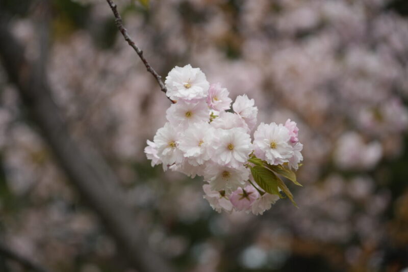 天神山緑地 桜開花状況(情報)2025年