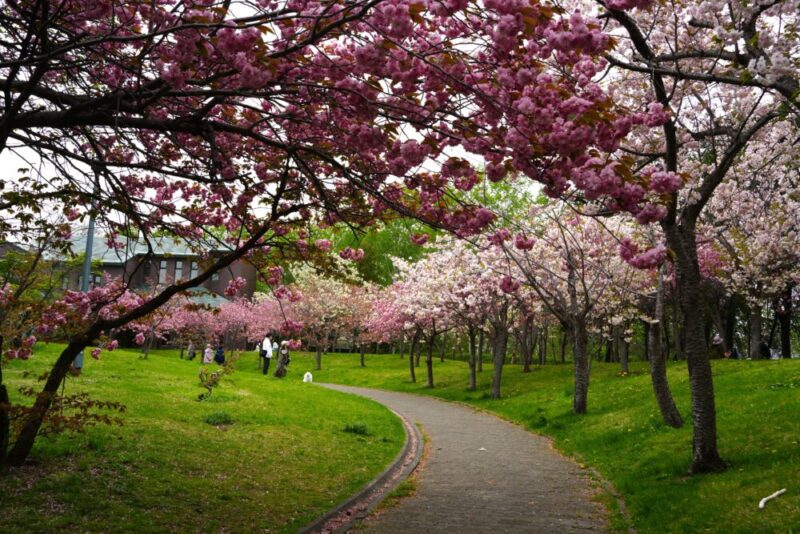 天神山緑地 桜開花状況(情報)2025年