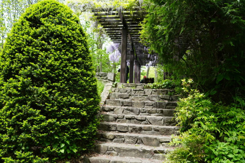 豊平公園 藤棚