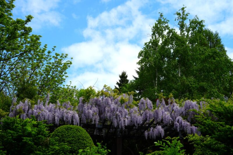 豊平公園 藤の花