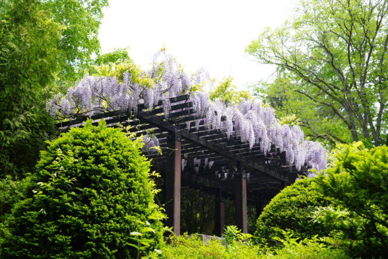 豊平公園 藤の花