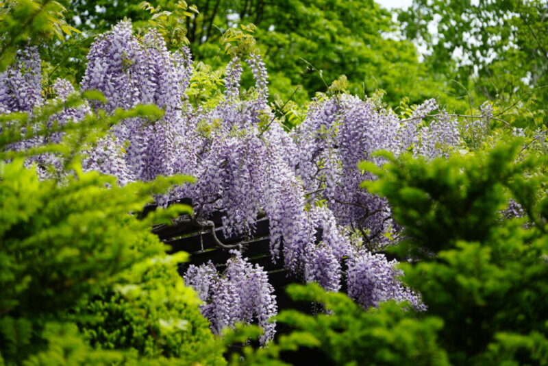豊平公園 藤の花