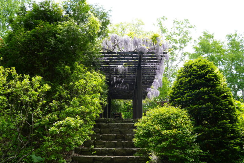 豊平公園 藤の花